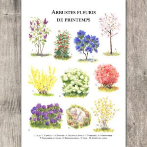 Arbustes de printemps