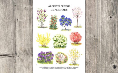 Arbustes de printemps