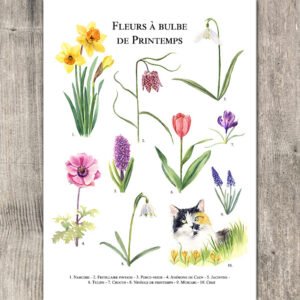Fleurs à bulbe de printemps