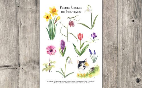 Fleurs à bulbe de printemps