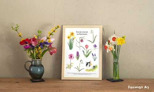 Fleurs à bulbe de printemps – Image 3