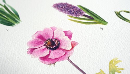 Fleurs à bulbe de printemps – Image 5