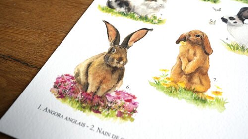 Lapins de Compagnie – Image 6