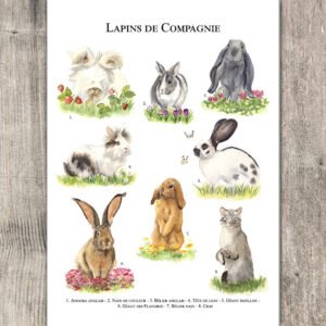 Lapins de Compagnie