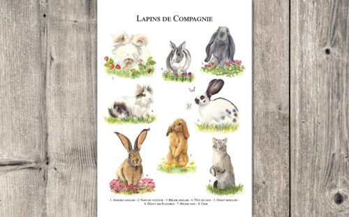 Lapins de Compagnie