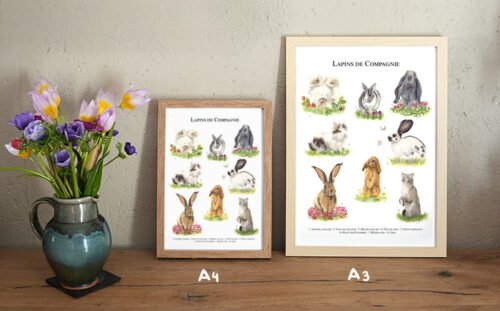 Lapins de Compagnie – Image 4