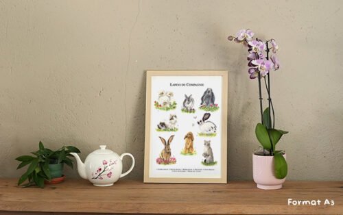 Lapins de Compagnie – Image 3