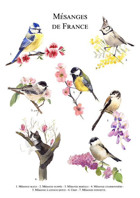 mesanges en taille A4