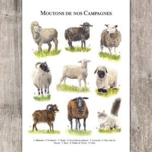 Moutons de nos campagnes