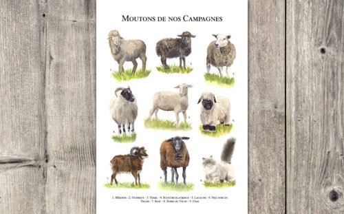 Moutons de nos campagnes