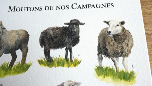 Moutons de nos campagnes – Image 5