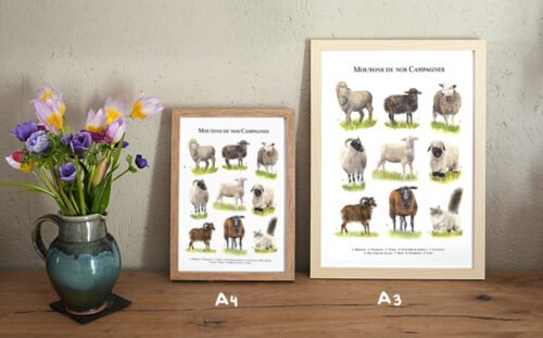 Moutons de nos campagnes – Image 3