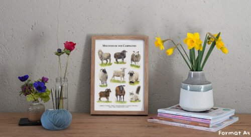 Moutons de nos campagnes – Image 2