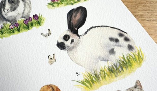 Lapins de Compagnie – Image 5