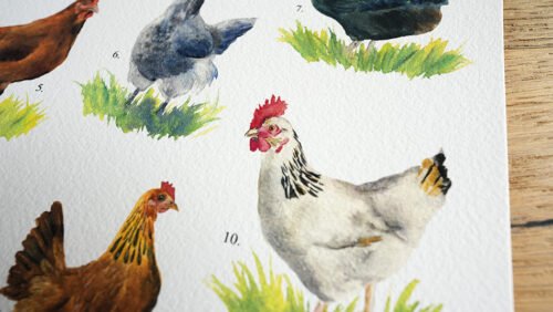 Poules de jardin – Image 5