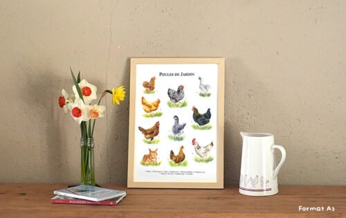 Poules de jardin – Image 3