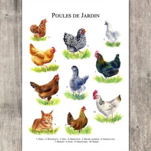 Poules de jardin