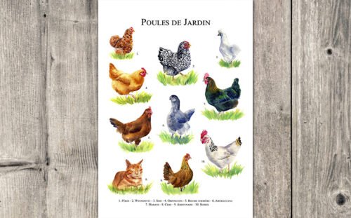 Poules de jardin