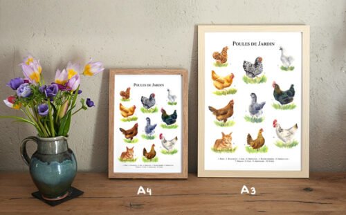 Poules de jardin – Image 4