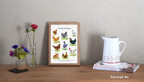 Poules de jardin – Image 2