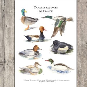 Canards sauvages de France