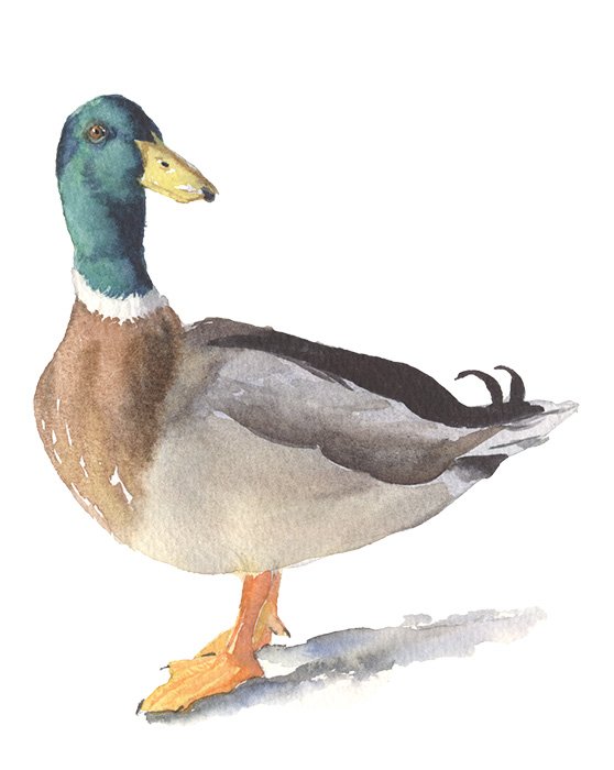 colvert
