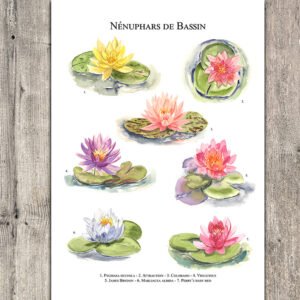 Nénuphars de bassin