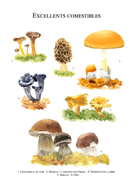 Champignons