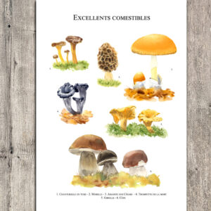 Excellents comestibles