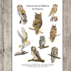 Chouettes et Hiboux de France
