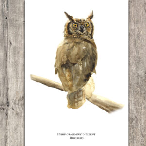 Hibou grand-duc d'Europe