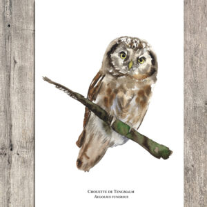 Chouette de Tengmalm A5