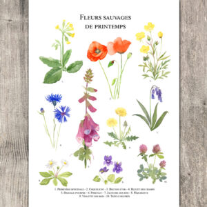 Fleurs sauvages de printemps