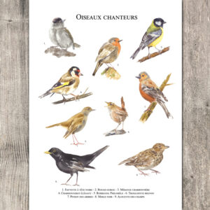 Oiseaux chanteurs de printemps