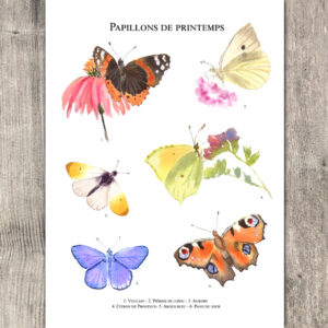 Papillons de printemps